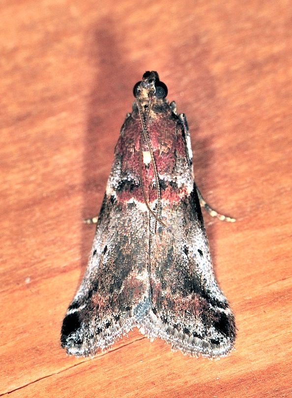 Pyralidae Phycitinae n 3